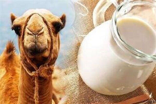 سلامت کبد با پروبیوتیک‌های «شیر شتر»