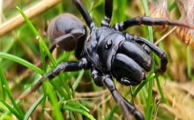 مشاهدۀ یک عنکبوت ناشناخته در منطقۀ حفاظت‌شده