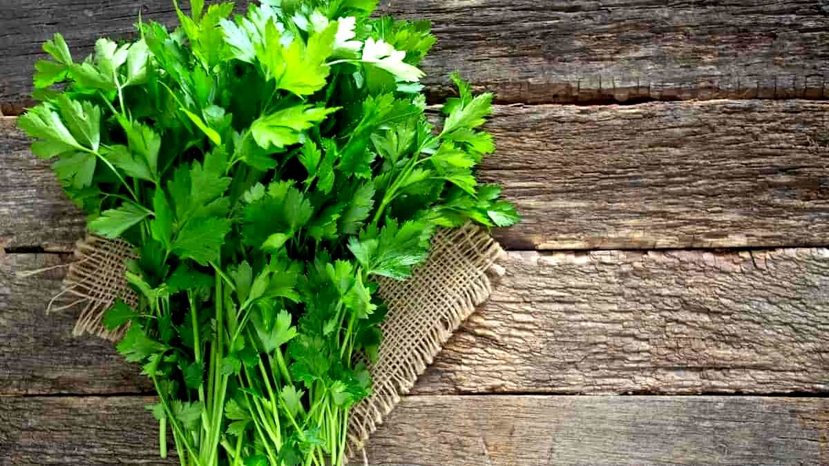 کاهش قند خون با مصرف یک سبزی معطر