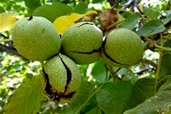 تشخیص فلزات سنگین در گردوی معروف