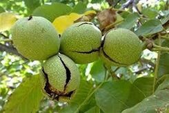تشخیص فلزات سنگین در گردوی معروف