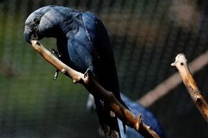 تولد اولین جوجه نادرترین طوطی جهان که در طبیعت منقرض شده است