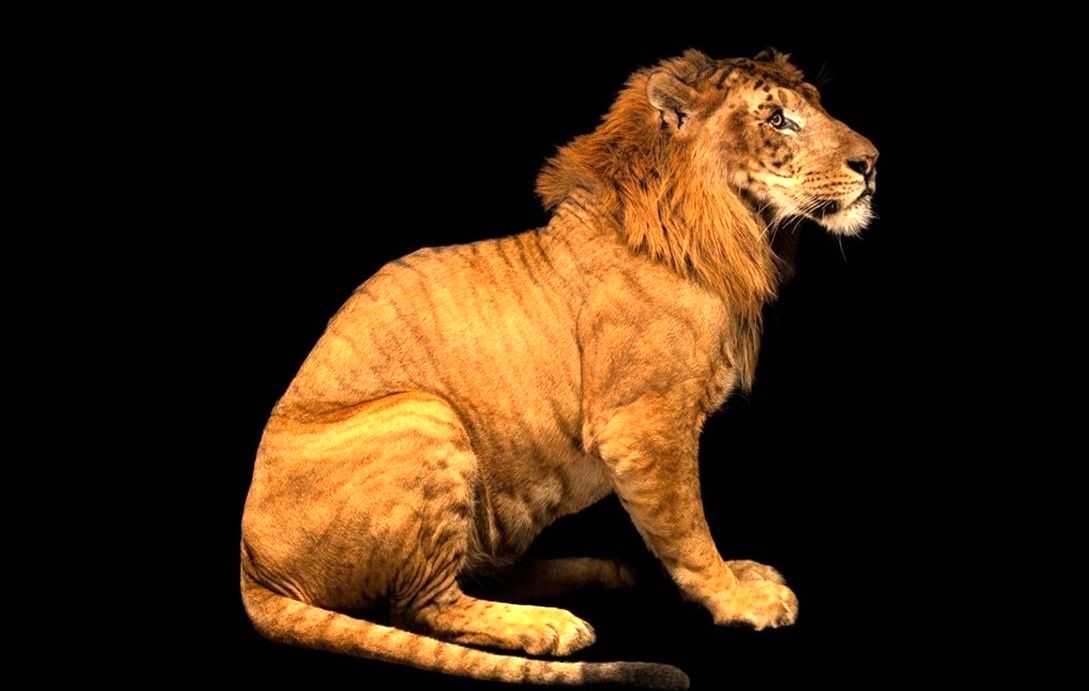 جدیدترین جانوران «دورگه» جهان؛ از «شتر-لاما» تا «اسب-گورخر» 