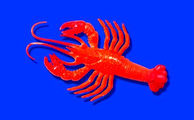 نام خرچنگ دریایی هوش مصنوعی برای بار دوم تغییر کرد