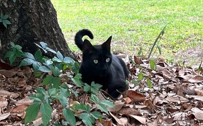 گربه‌ای در فلوریدا یک ویروس جدید کشف کرد