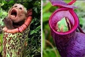 چرا برخی از گیاهان گوشت می‌خورند؟ 
