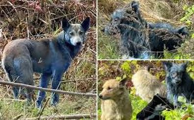 معمای سگ‌های آبی رنگ در چرنوبیل که مراقبان را گیج کرده است