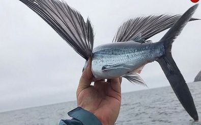 جانوران «غیرپرنده‌ای» که می‌توانند «پرواز» کنند 