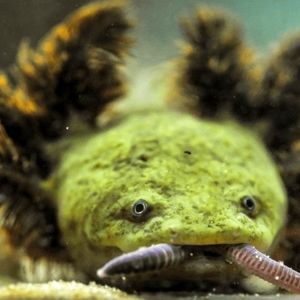 تلاش «راهبه‌ها» برای حفاظت از کمیاب‌ترین دوزیست جهان