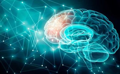 مغز انسان بین ۵۵ تا ۶۰ سالگی به اوج توان ذهنی خود می‌رسد 