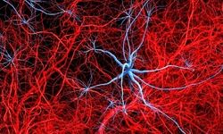 آلزایمر با تخریب عصب‌ها در بافت چربی، فراتر از مغز اثر می‌گذارد