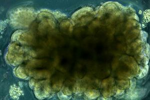 دانشمندان «مینی‌مغز» ساختند و به آن حل مسئله یاد دادند 