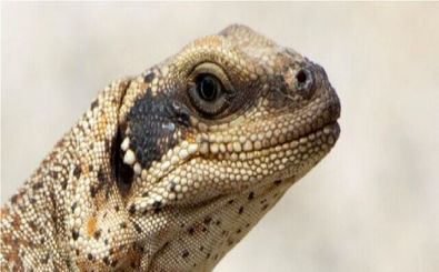 مارمولک‌هایی که برای زنده ماندن باید نمک عطسه کنند