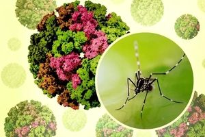 شیوع یک بیماری جدید در چین؛ از بیماری «خمیده راه رفتن» چه می‌دانیم؟ 