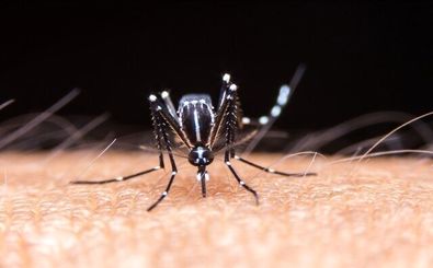 پشه‌ها کتابخانه‌ای از دی‌ان‌ای جانوران را حمل می‌کنند 