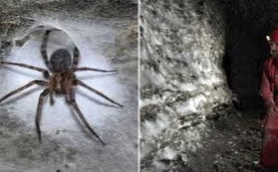 بزرگترین «تار عنکبوت» جهان با وسعت «106 متر مربع» در یک غار پیدا شد 
