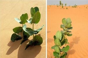 چین در صحرای گُبی «لاستیک نظامی» پرورش می‌دهد