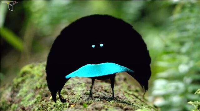 عجیب‌ترین آیین‌های عاشقی در قلمرو حیوانات