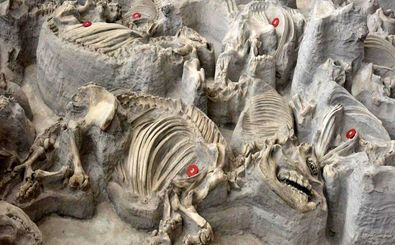 گورستان ۱۲ میلیون سالۀ «کرگدن‌ها» که زیر خاکستر آتشفشان دفن شدند