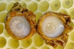 ژل رویال، محافظ ویژه اسپرم و باروری مردان