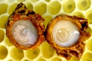 ژل رویال، محافظ ویژه اسپرم و باروری مردان
