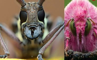 عکاس آفریقایی که «چهره‌های پنهان حشرات» را کشف می‌کند 