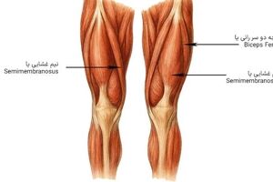 علت کوتاهی عضلات چیست؟