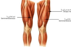 علت کوتاهی عضلات چیست؟