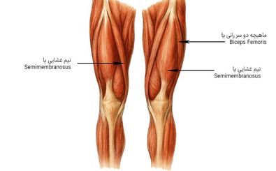 علت کوتاهی عضلات چیست؟