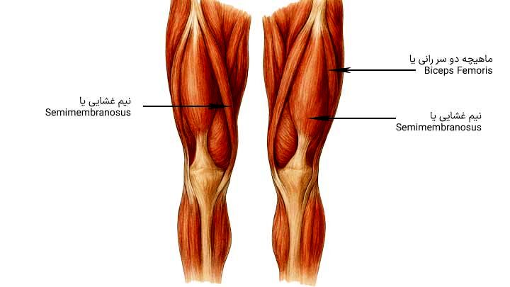 علت کوتاهی عضلات چیست؟