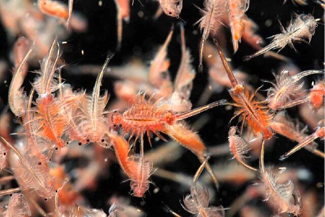 غنیسازی غذای زنده روتیفر و آرتمیا