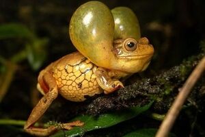 چشم طلایی سورینام ؛ عجیب ترین قورباغه جهان