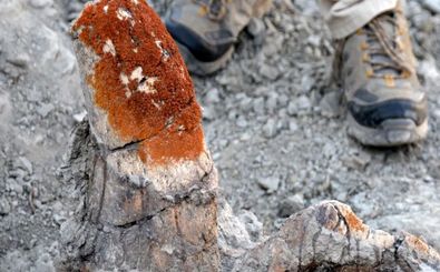 این «جلبک» به محققان کمک می‌کند تا «فسیل دایناسور» پیدا کنند 