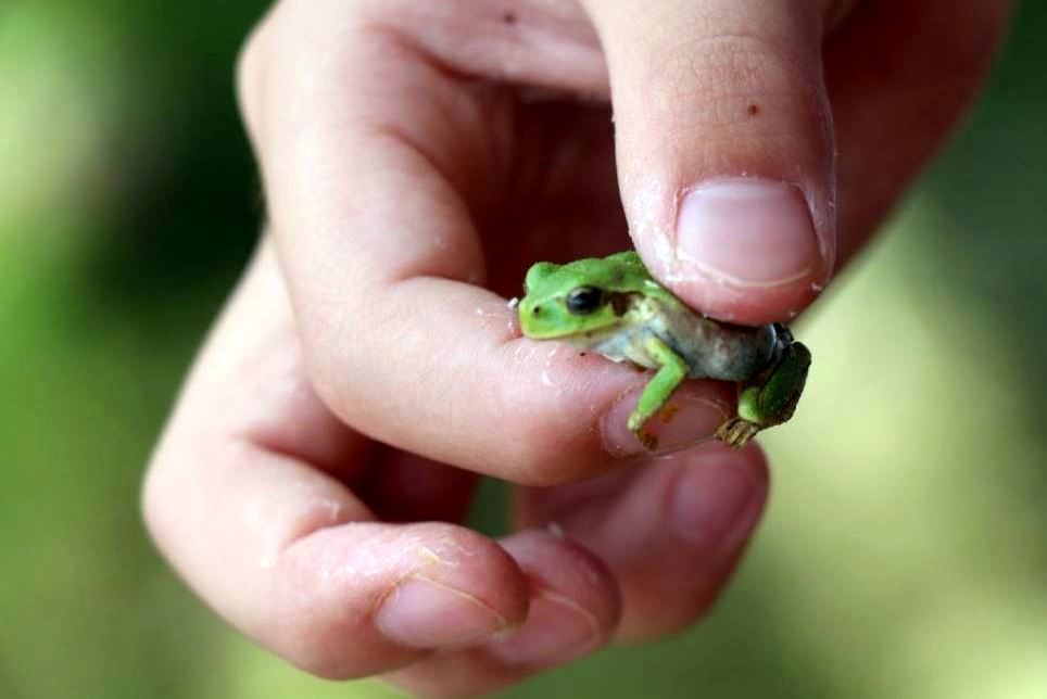 قورباغه‌های ژاپنی؛ سرطان روده را درمان می‌کند 