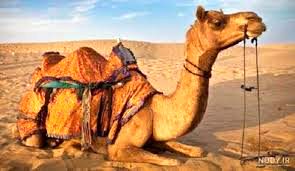 مادۀ منحصربه‌فرد در بدن «شتر» که ممکن است به درمان «آلزایمر» کمک کند