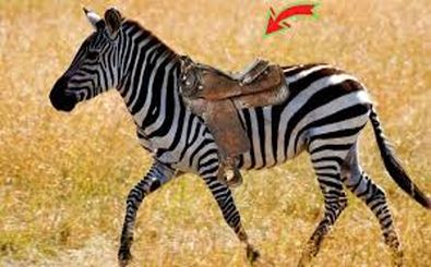 چرا سوار «گورخرها» نمی‌شویم؟ 