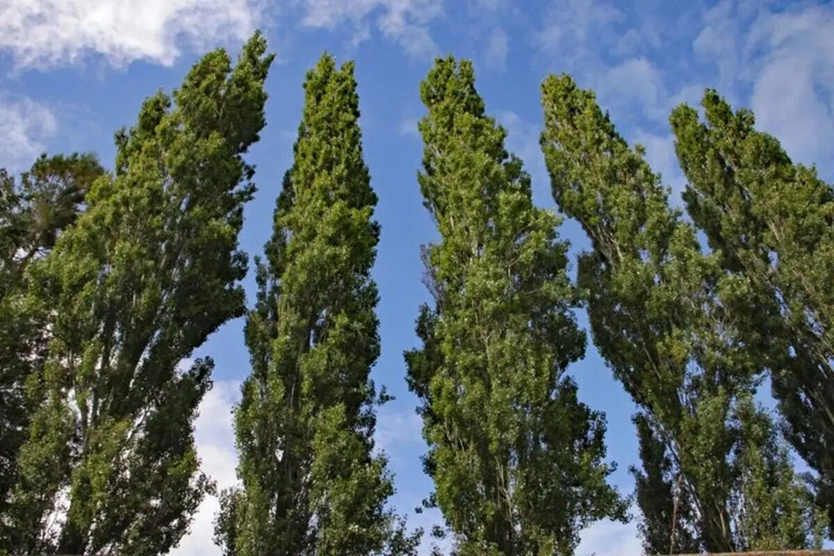 درخت‌ها عضله دارند! 