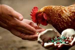 بقایای آنتی‌بیوتیک در گوشت؛ زنگ خطری برای سلامت عمومی