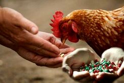 بقایای آنتی‌بیوتیک در گوشت؛ زنگ خطری برای سلامت عمومی