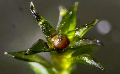 خزه‌هایی که ۹ ماه در فضا زنده ماندند