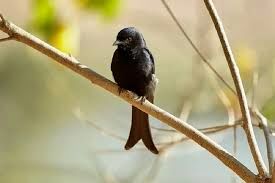 این پرنده به حیوانات دیگر دروغ می‌گوید تا بتواند غذای آنها را بدزدد