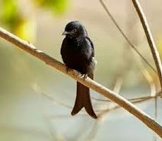 این پرنده به حیوانات دیگر دروغ می‌گوید تا بتواند غذای آنها را بدزدد