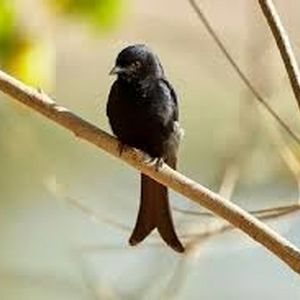 این پرنده به حیوانات دیگر دروغ می‌گوید تا بتواند غذای آنها را بدزدد