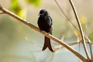 این پرنده به حیوانات دیگر دروغ می‌گوید تا بتواند غذای آنها را بدزدد