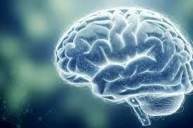 ۴ ماده غذایی برای افزایش قدرت مغز
