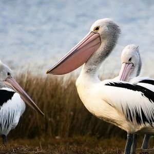 عجیب‌ترین «منقارها» در دنیای پرندگان 