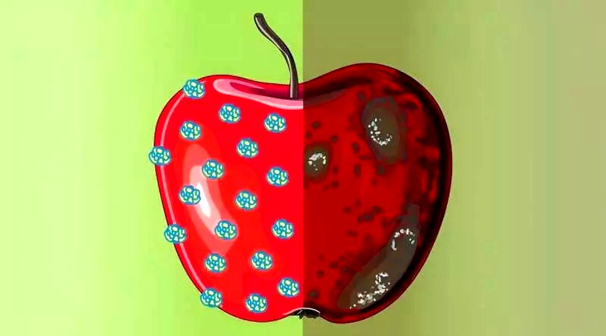 ساخت واکس نانویی که ماندگاری میوه‌ها را افزایش می‌دهد