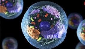 سلول‌ها از کجا می‌فهمند که مربوط به کدام عضو بدن هستند؟ 