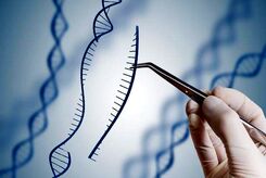 برش DNA سلول‌های بیمار با «قیچی ژنتیکی» جدید
