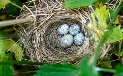 پنج پرنده که در لانۀ پرندگان دیگر تخم می‌گذارند